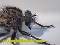 /home//u458753944/public_html/sourcegallery/////////////Insects and small critters/flies (Diptera)/P7100966.JPG